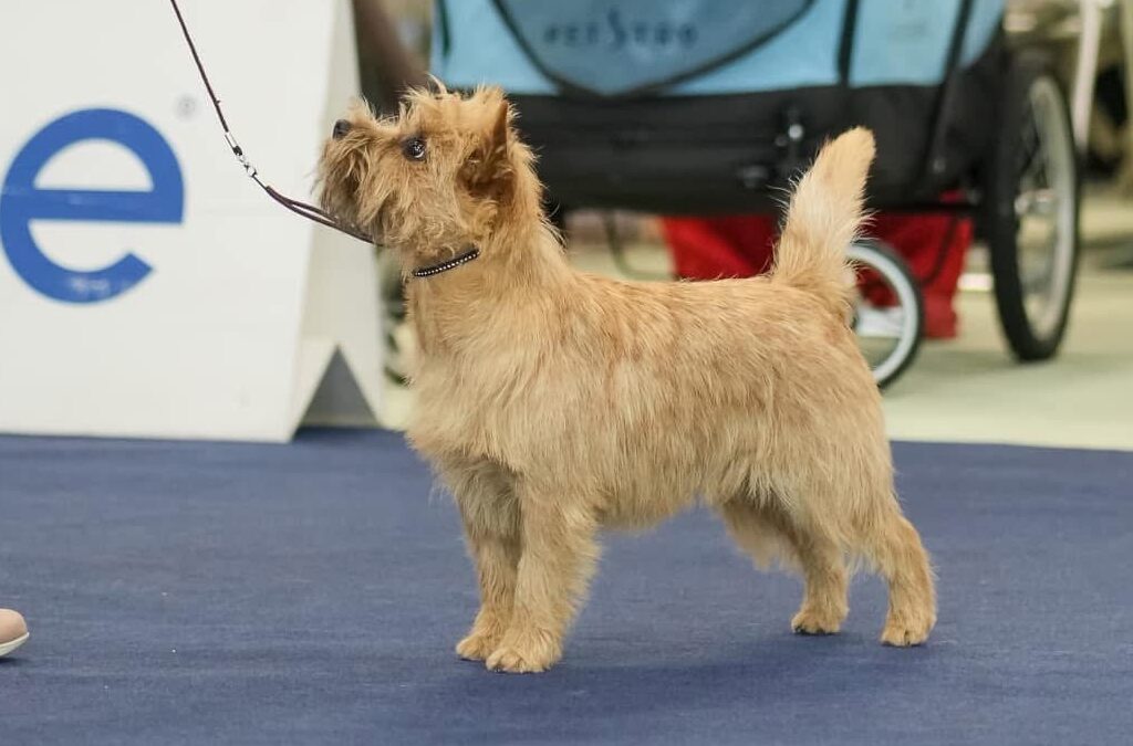 European Dog Show 2024 – Celje, Slovenia