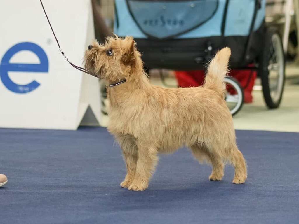 European Dog Show 2024 – Celje, Slovenia