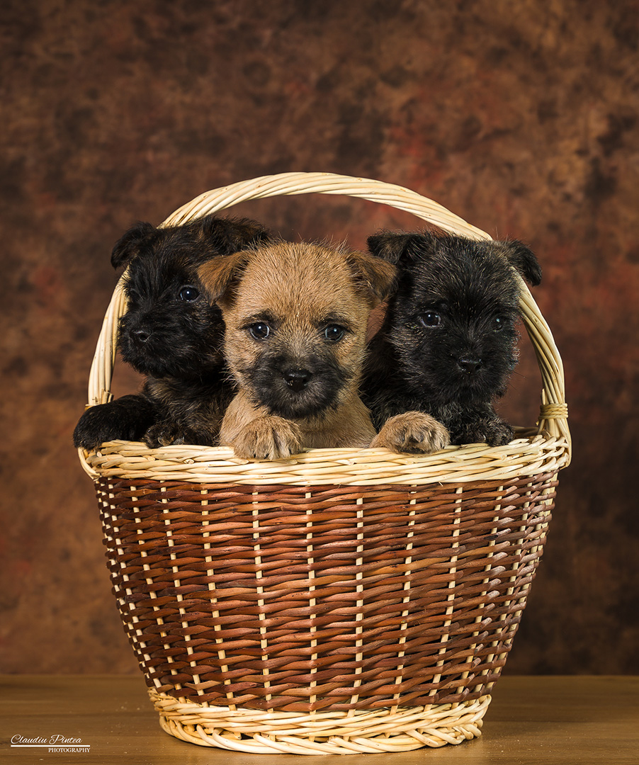 R-Litter 2023