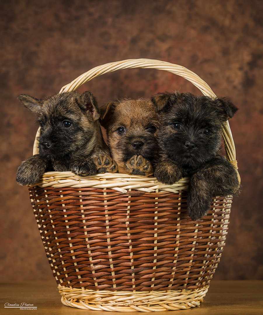 R-Litter 2023