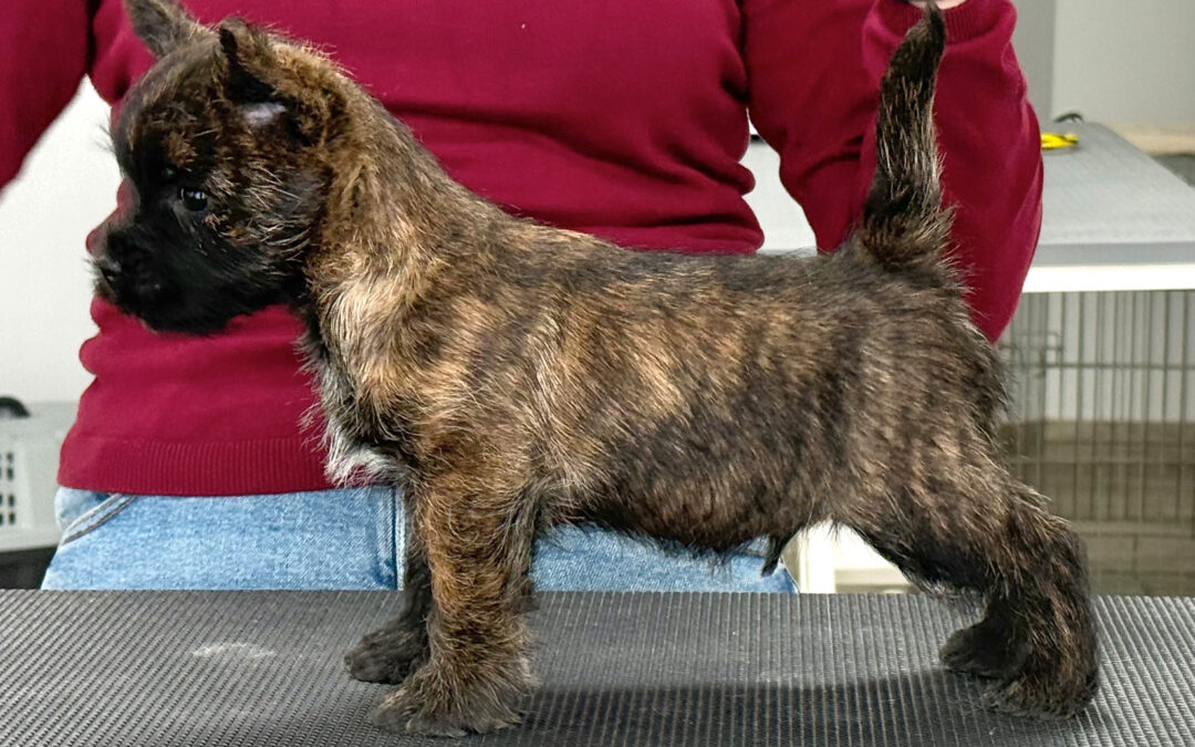 Avem un nou cuib Cairn Terrier nascuti in 11.11.2025