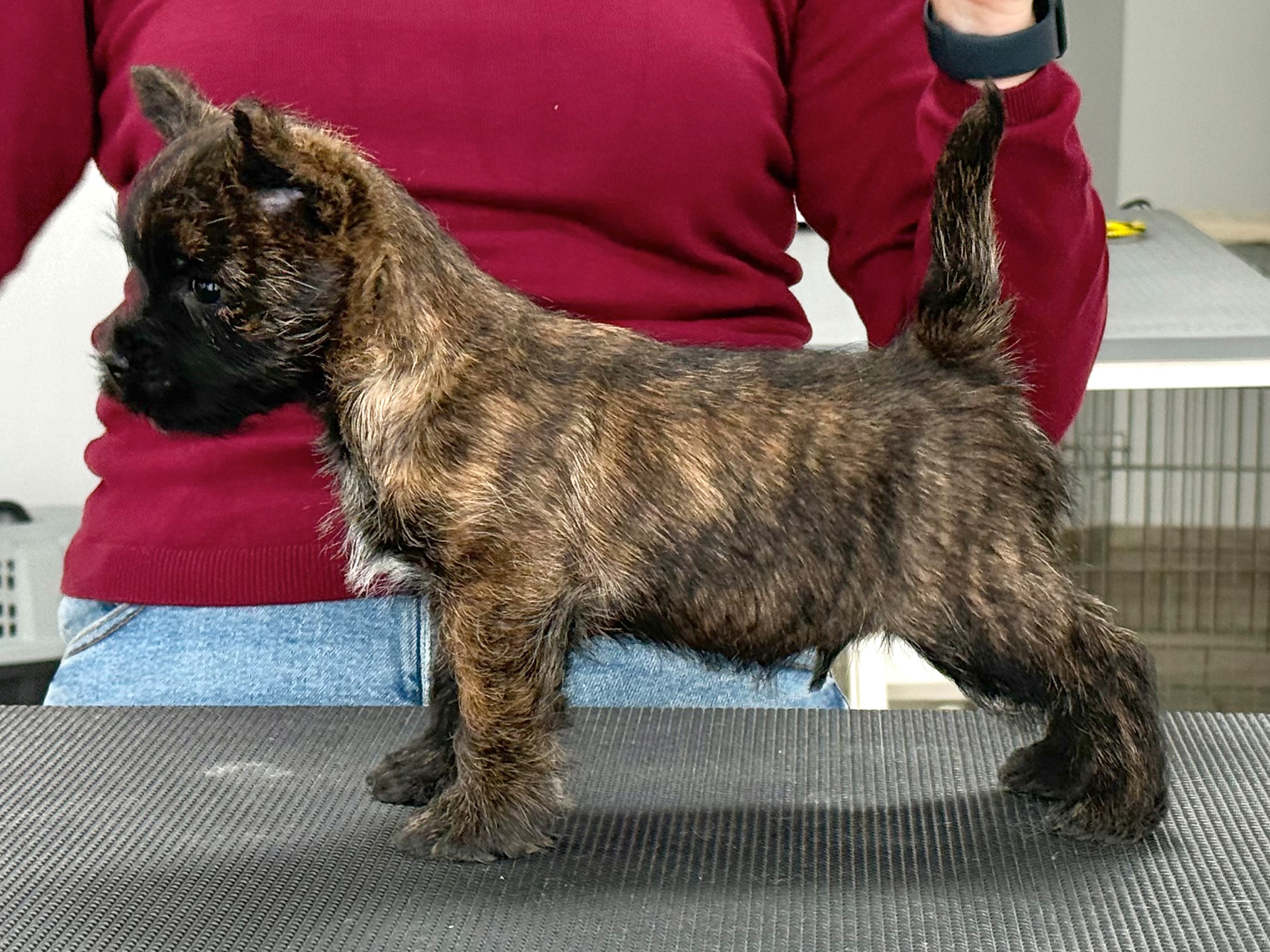 Avem un nou cuib Cairn Terrier nascuti in 11.11.2025